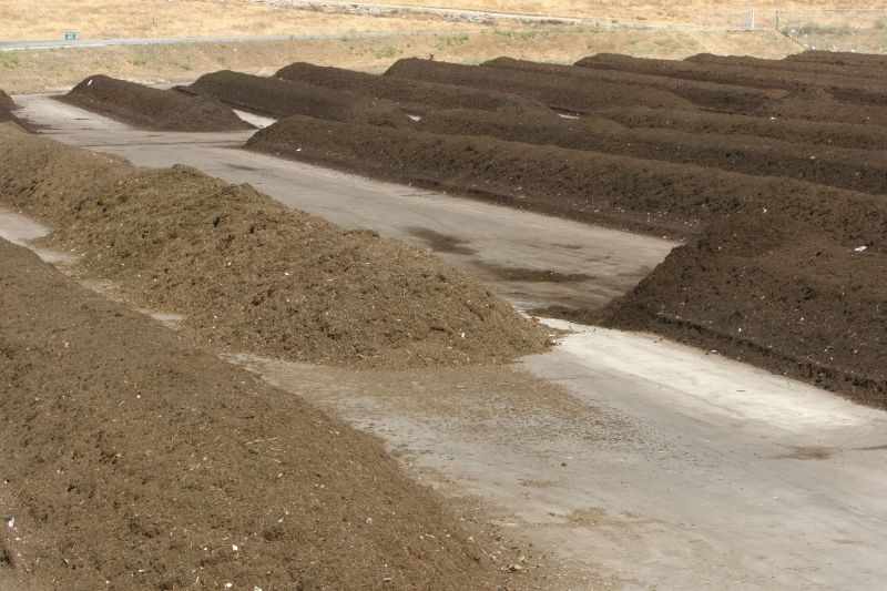 Multiple large piles of compost windrows