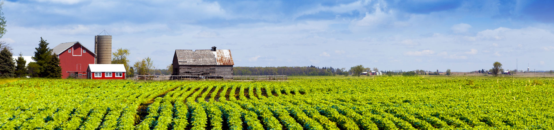 Rows of crops with a large red barn in background